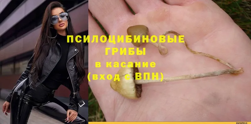 Псилоцибиновые грибы Magic Shrooms  где найти   Иланский 